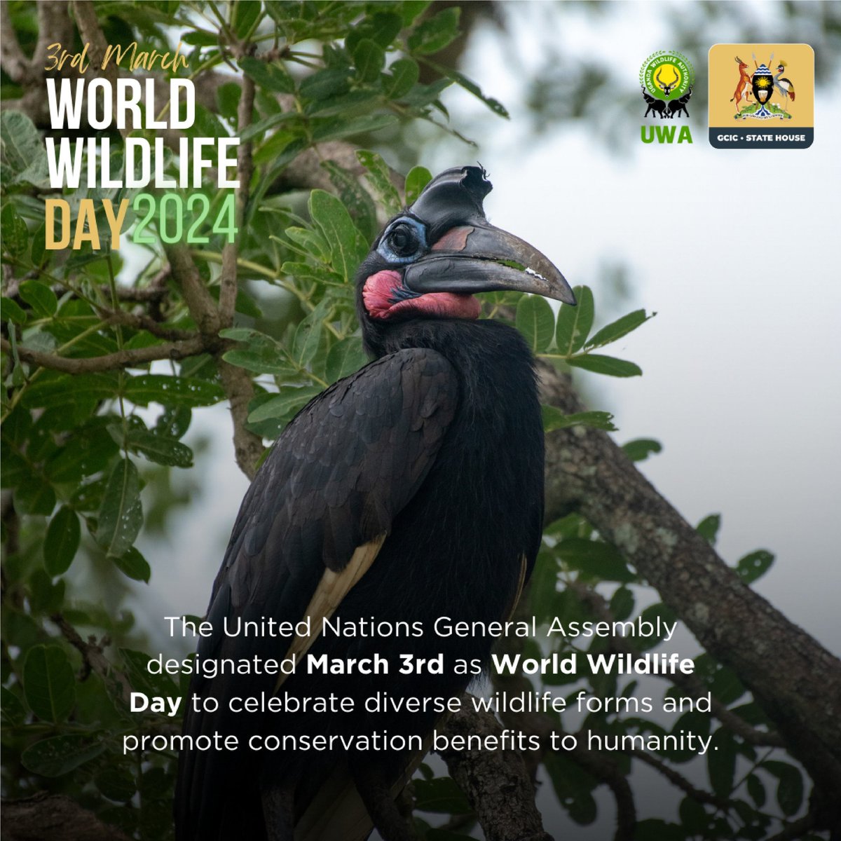 Happy World Wildlife Day! Uganda ranks high among biodiversity-rich countries globally. That is why it is also known as the Pearl of Africa.
#WWD2024 
#OpenGovtUg