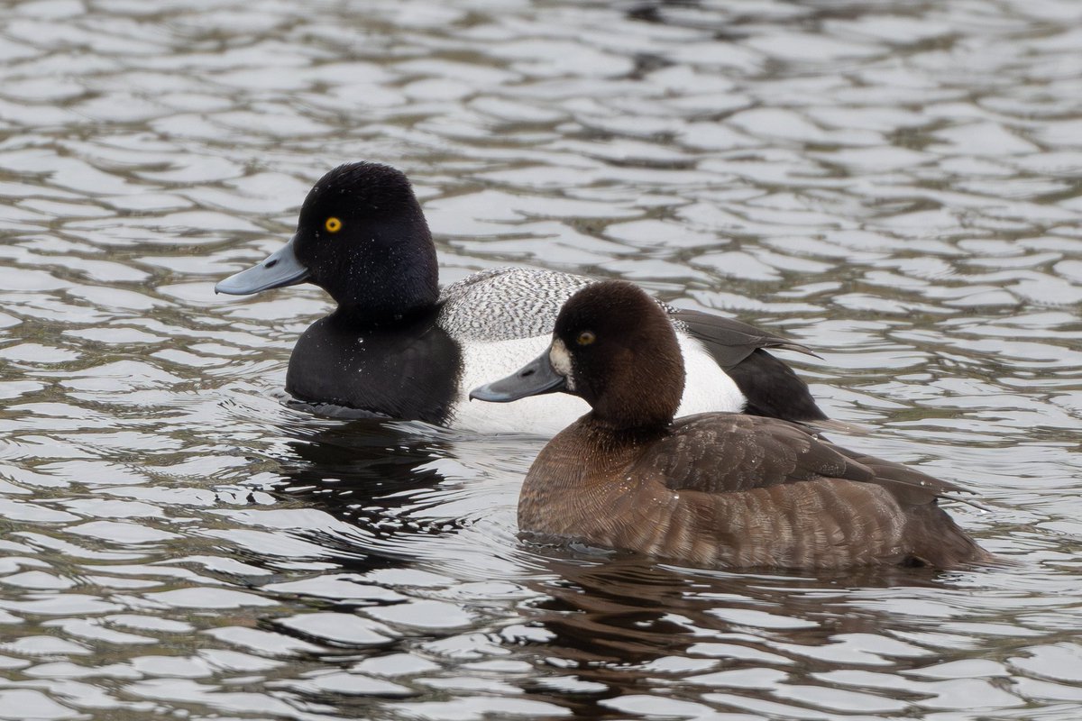 This pair of Lesser Scaup on a pond on Heron's Reach Golf Course yesterday found by Tony Sharples was a long overdue 2nd Fylde record after one at Myerscough Quarry in 2005