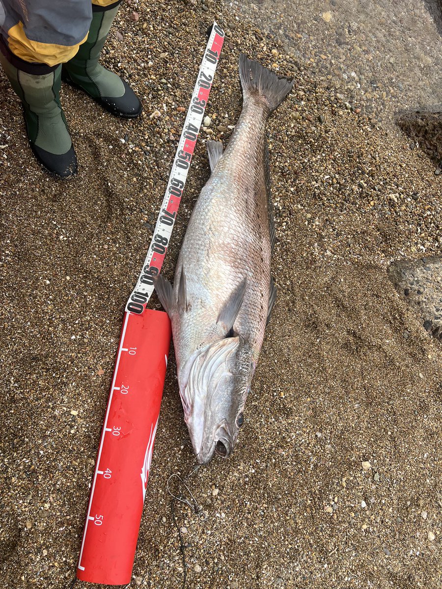 ジギンガーZ SHOTA tweet media