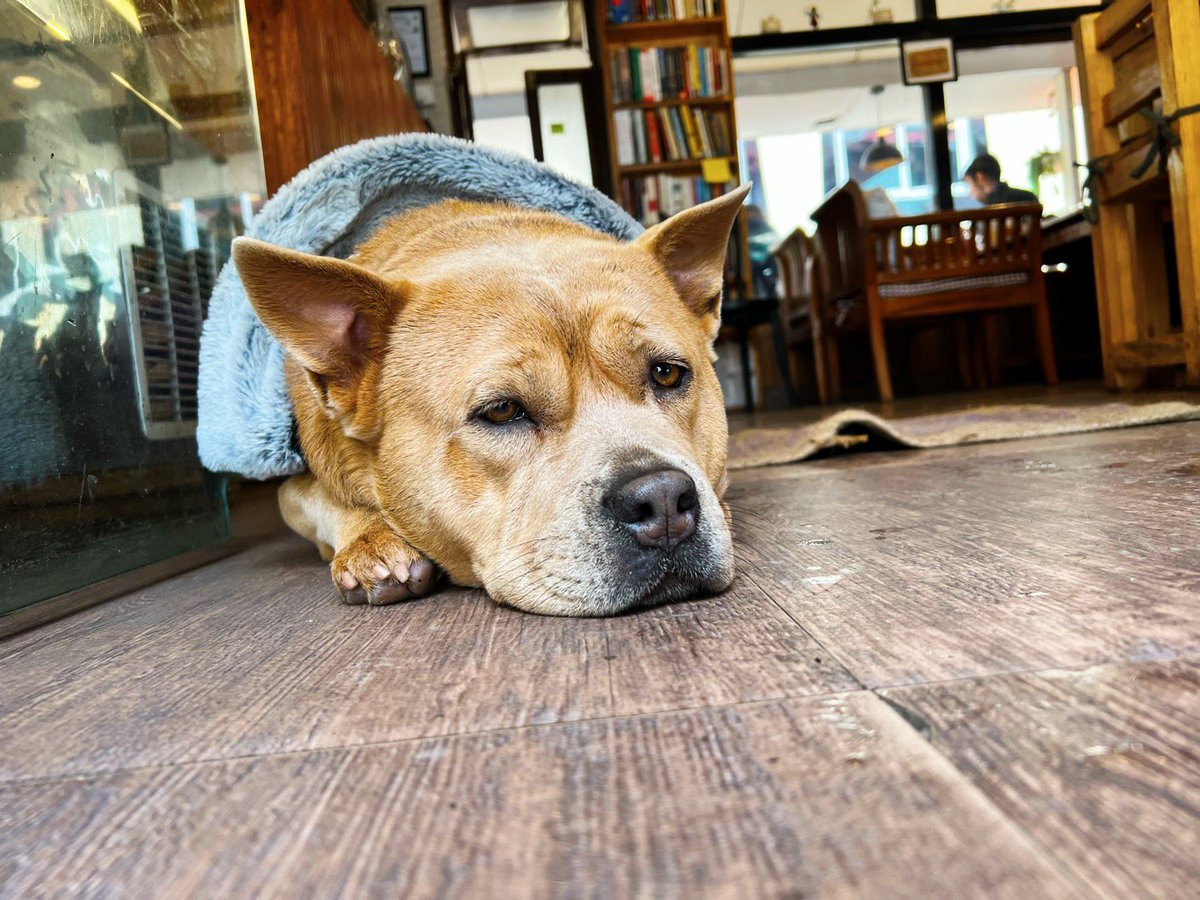 bobbydevito's tweet photo. Lucy is a vibe this morning
#dhasa
#junipercafe
#sundayvibe https://t.co/eY116lxDJY