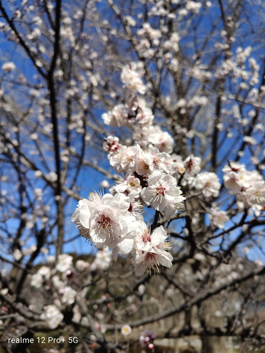 心地良く晴れた青空と満開の白梅
その１
#nubiaZ60Ultra
#realme12Pro+