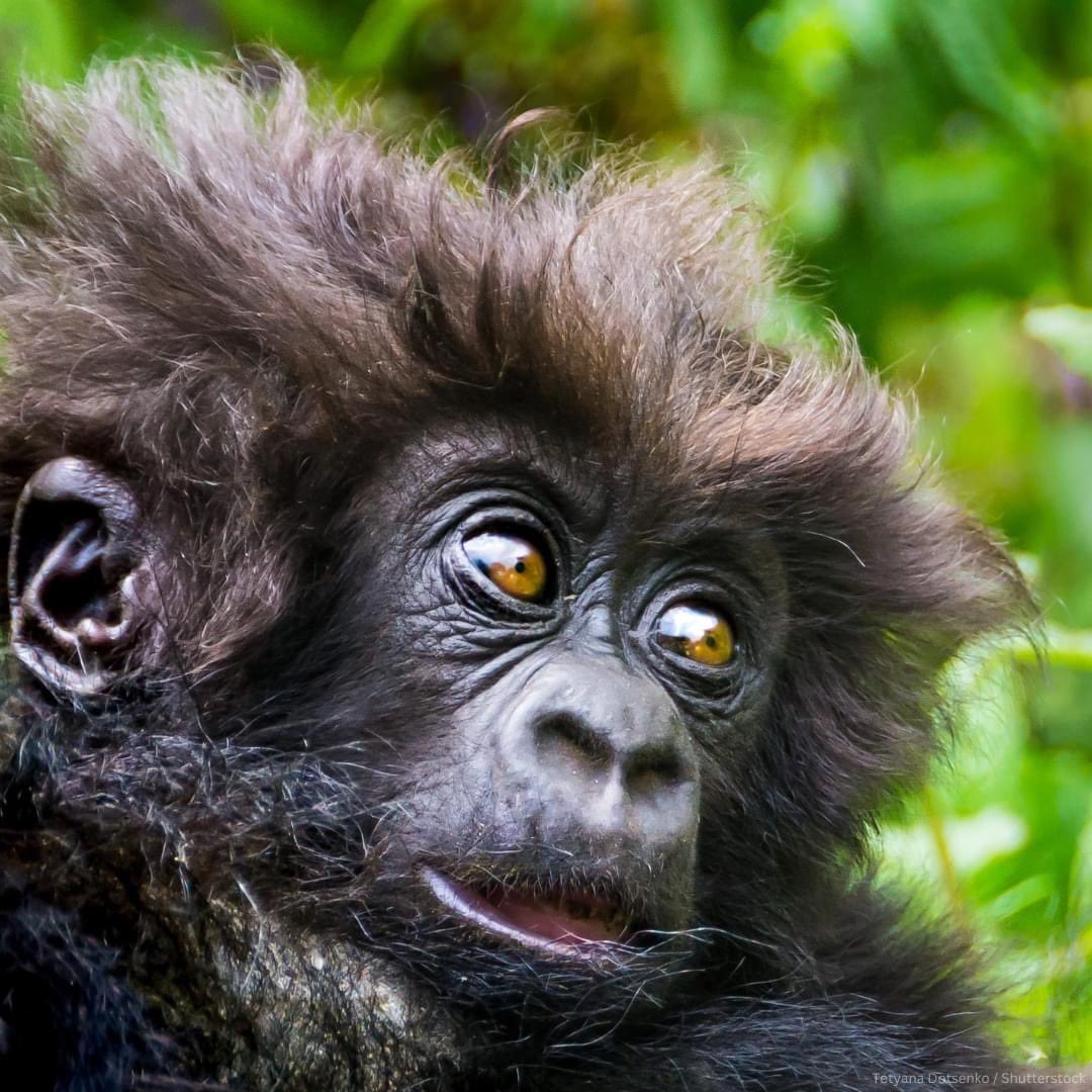 bassesetoursug's tweet image. Happy World Wildlife Day 2024!
#BasseseToursAndTravelUG
#ForTheBestExperience 
#WorldWildlifeDay
#WorldWildlifeDay2024
@ugwildlife @UWEC_EntebbeZoo @TourismBoardUg @MTWAUganda