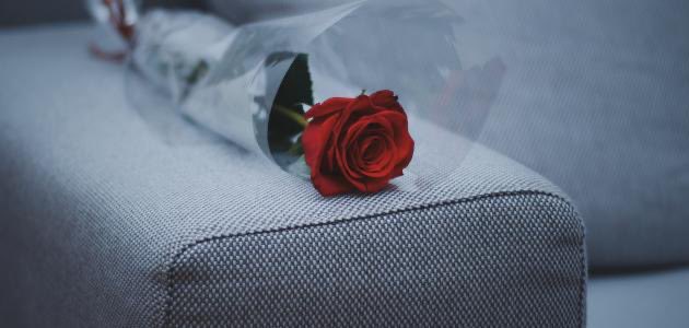 r5se3yyp's tweet image. •:↴ "🎼

#أود_إخبارك_أنـنـي 
#أكتب عنك دآئماً ولكن لا أستطيع 
آن آخبرَهم من أنت

 #اكتب_عنك و يقراك الكثير واتمنـى 
  خوااطري توصل لك كثر ما طريت ببالـي

#بــــوح_ ﺂلـمــھـــرھ ✍🏻ـᶽᝰ 𓃗