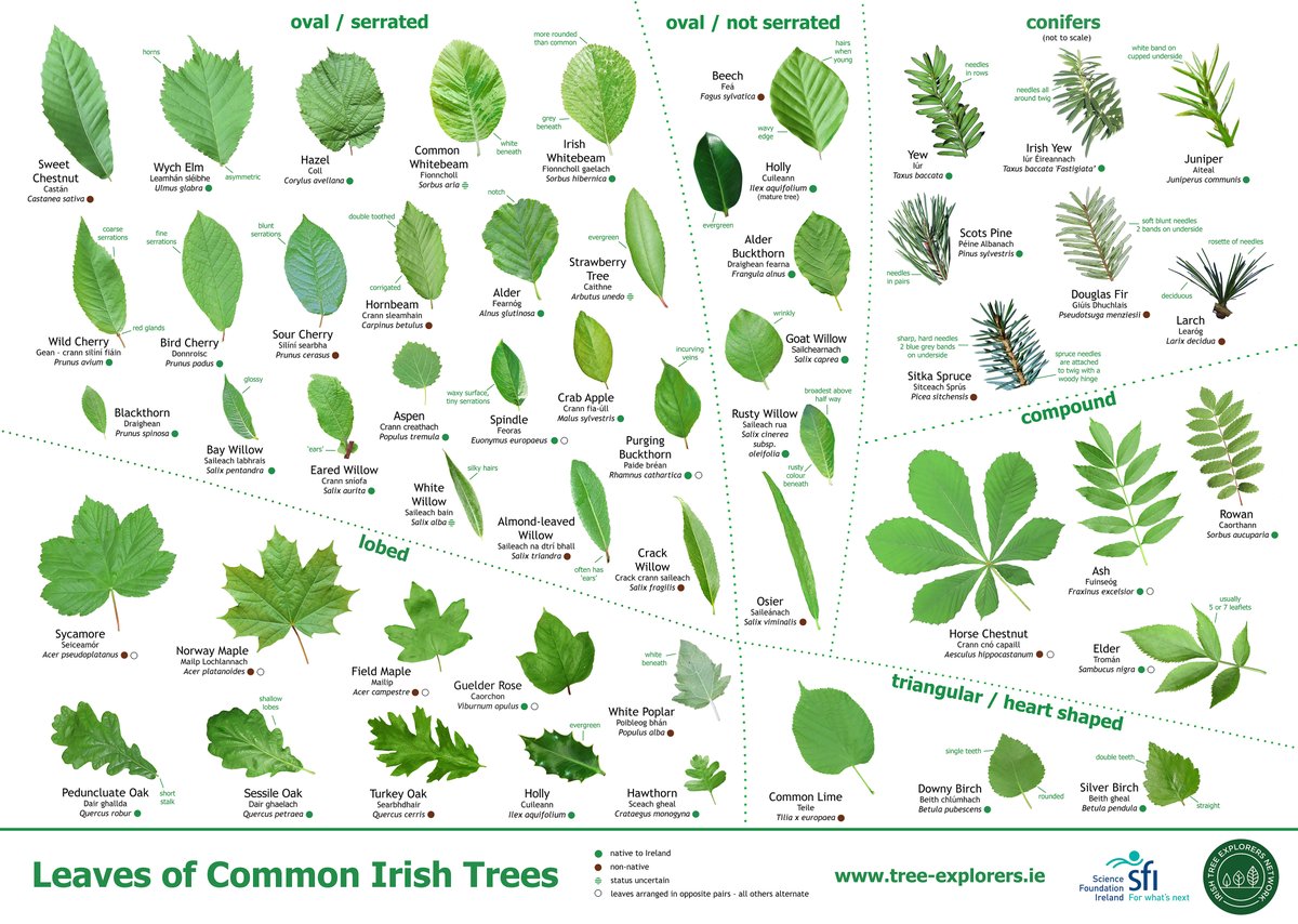 🔔🌳#NationalTreeWeek COMPETITION🌳🔔 Would you like to win your very own copy of this ‘Leaves of Common Irish Trees’ poster? How to enter: ☑️Like and share this post ☑️Follow our page Good luck! @AvondaleBeyond @3CounciI @coilltenews @scienceirel @phoenixparkOPW #TreeWeek2024