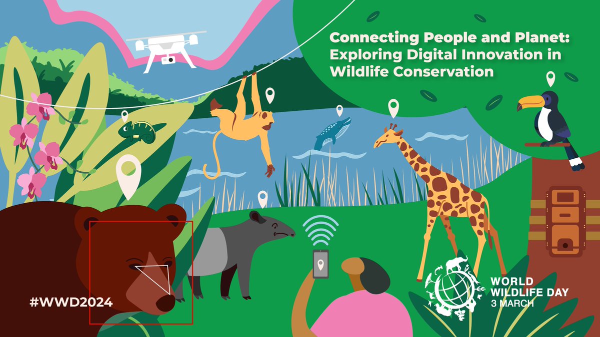 JNCC_UK's tweet image. On #WorldWildlifeDay discover how our @CITES team work with government departments, Police, @UKBorder, the forensic science community, NGOs &amp;amp; #CITES authorities around the 🌎 to prevent illegal &amp;amp; unsustainable wildlife trade using #DigitalInnovation bit.ly/JNCC-WWD2024 🧵