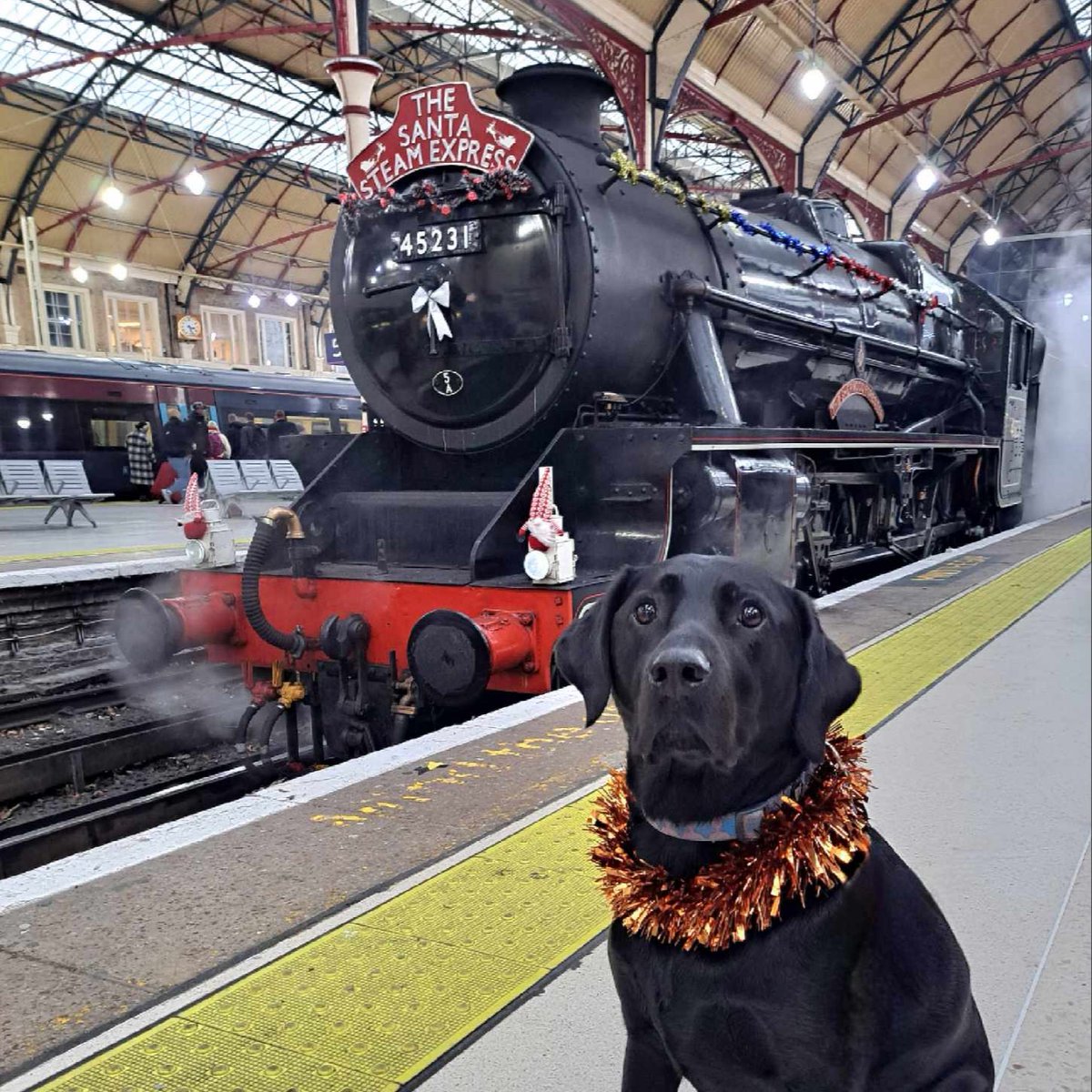 Steam Dreams Rail Co tweet media