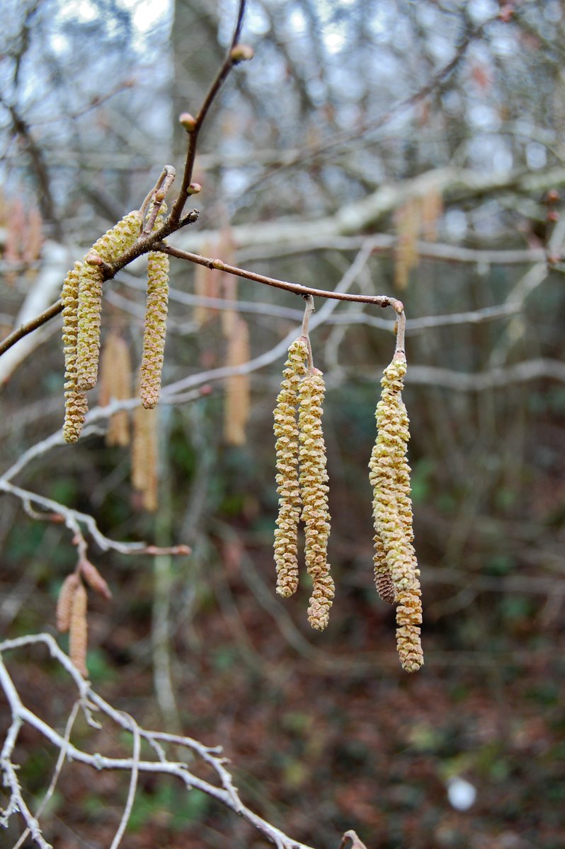 Species spot - Hazel, Corylus avellana with long catkins. Hazelnuts were said to bestow wisdom. An old Irish tale of hazel growing by a sacred pool, tells how Salmon in the pool ate fallen nuts, absorbing wisdom. Spots on the skin were said to show how many nuts they had eaten.
