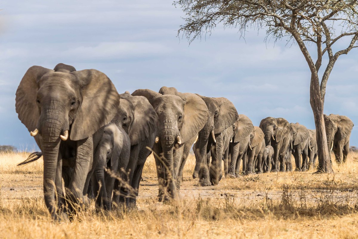 EIA_News's tweet photo. We have been campaigning on behalf of wildlife for forty years. This #worldwildlifeday we are sharing some of our successes.
In 1989 we launched a global campaign that exposed the workings of the #illegalivorytrade. Learn more: https://t.co/I2Tc5OGJrk
#elephantpoaching https://t.co/ADwIFil54C
