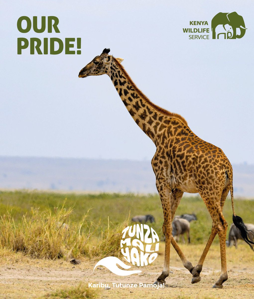 𝐇𝐚𝐩𝐩𝐲 𝐖𝐨𝐫𝐥𝐝 𝐖𝐢𝐥𝐝𝐥𝐢𝐟𝐞 𝐃𝐚𝐲! Today, take a moment and appreciate the majesty of Kenya's wildlife. From the playful dolphins to the iconic lions, graceful giraffes and the mighty eagles, each species plays a vital role in our ecosystem. Let's unite and amplify…