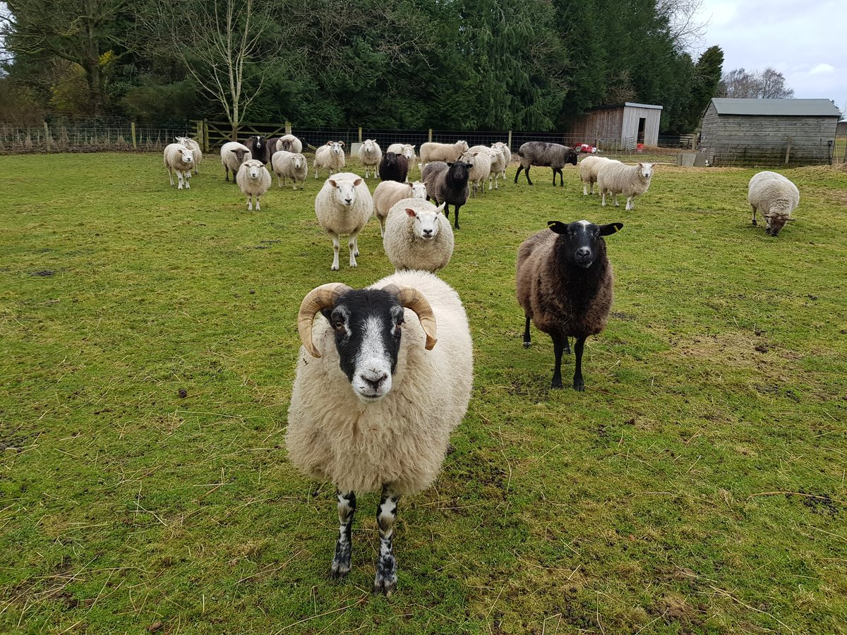 IreneMa62938009's tweet image. Yes dear Rabbit, always good to know where everyone is then nobody misses out on a biscuit 💕🐑🍪💚