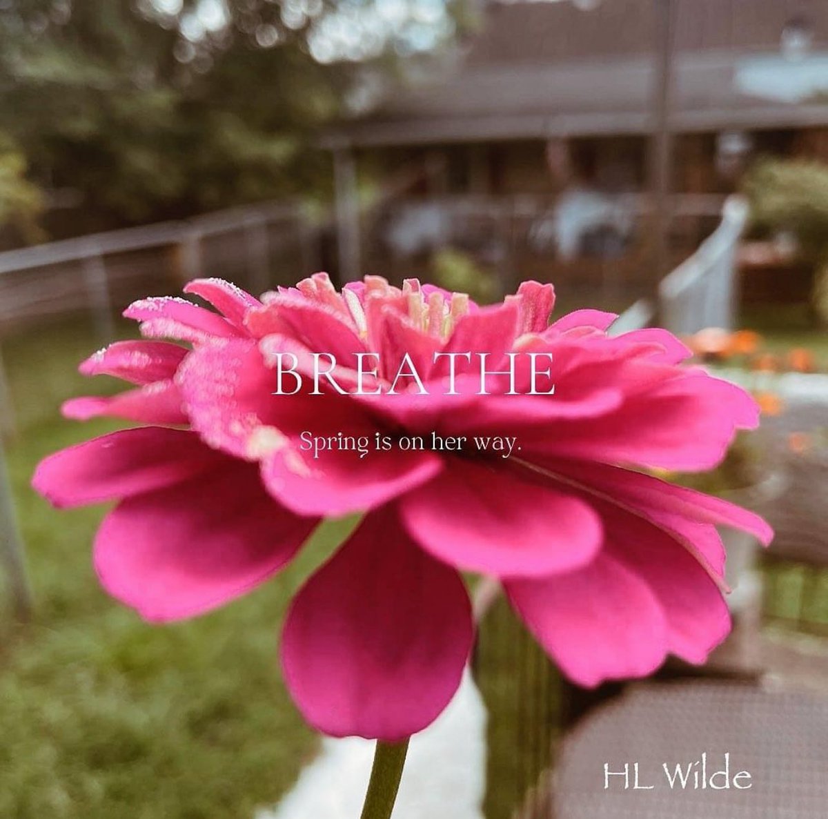 HL Wilde tweet media