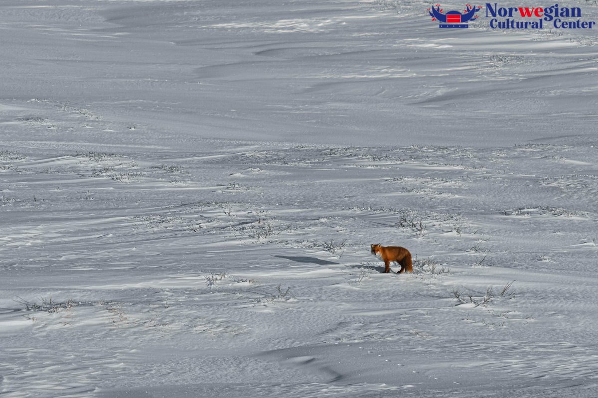 NorwegianCenter's tweet photo. Happy World Wildlife Day! 🌍🌳 Did you know that Norway is home to over 60,000 species of plant and animal wildlife? From polar bears to lynx, Norway's diverse landscapes provide sanctuary to a range of creatures. #worldwildlifeday #wildlifeconservation #norwaywildlife 🐻🦊🦌 https://t.co/lzSXSqx90Y