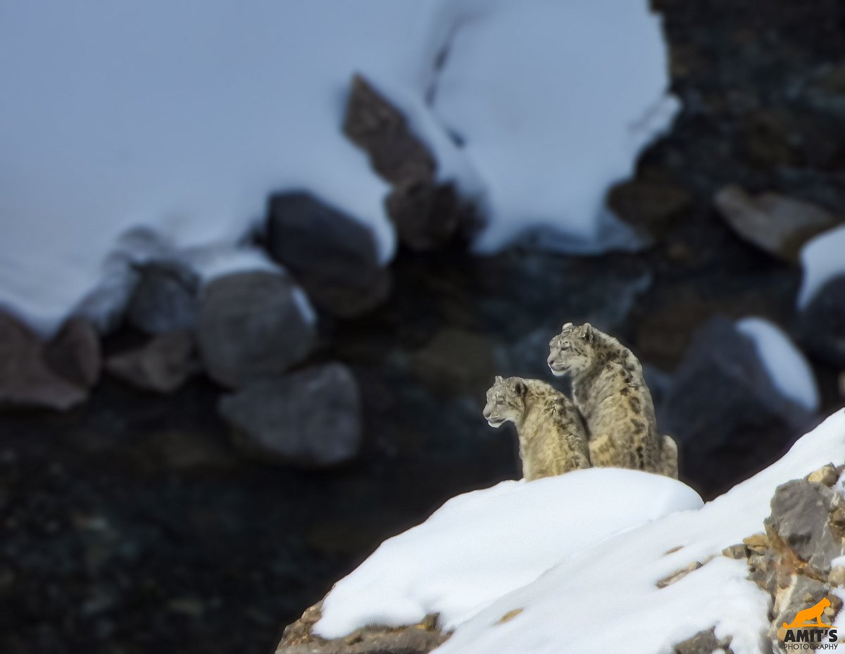 Snow Leopard Expedition at Kibber, Spiti Vally. We were lucky to spot and photograp 2 sub adults. #wildlife_adventures #snowleopard #spiti #wildlifephotographersofindia #wildlifephotography #himalayas #kibber #greyghost