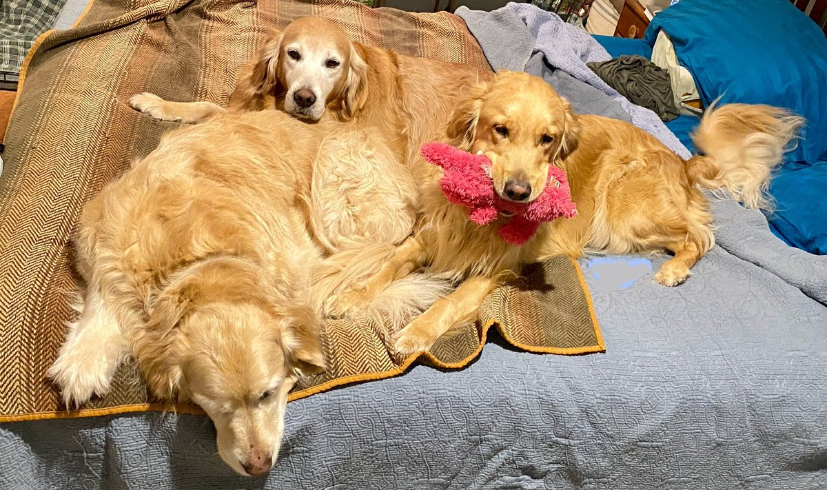 MikeFrezon's tweet photo. “SLEEPOVER WITH JACK!”
“Mom &amp; Dad, you’re not planning on using this bed tonight…are you??”
-Pete and Sophie
#dogsoftwitter #BrooksHaven #grc #dogcelebration #GoldenRetrievers #sleepover #bedtime #BedHogs https://t.co/3lDPKOgW4K