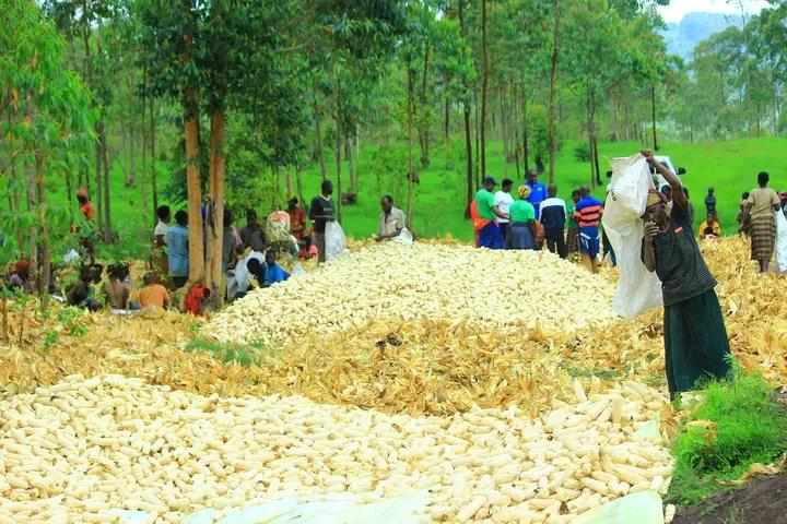 Ababeshako muburundi hari inzara baraza barabe twebwe ntanzara dufise !samurarwa ngo umunwa wose uronke ICUFUNGURA umufuko wose uronke IFARANGA.turagukunda samurarwa wacu