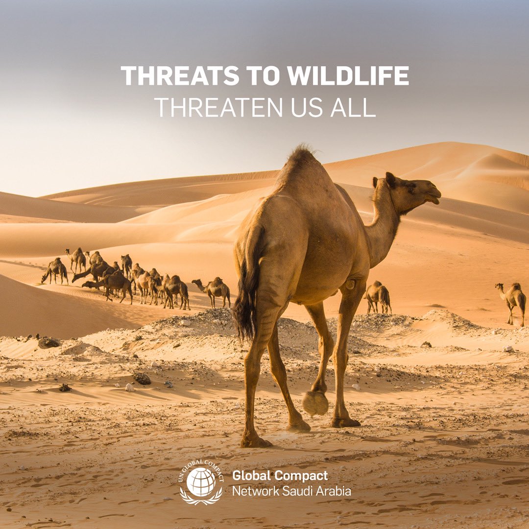 Conserving Saudi Arabia's wildlife is essential, not only to maintain biodiversity but also to safeguard the delicate balance of our ecosystem.

Join us in celebrating the United Nations World Wildlife Day

#WWD2024
#Lifeonland
#SDG15
