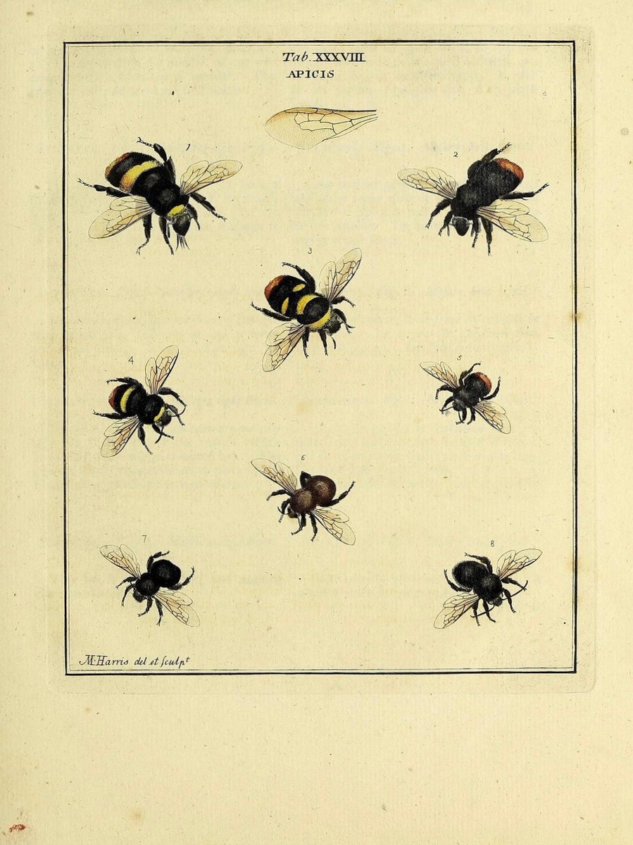 LRonLacy's tweet photo. 3 #March #WorldWildlifeDay
‘Tab. XXXVIII Apicis’
Colored etching drawn &amp; engraved by Moses Harris (1730-ca.1788)
#MosesHarris, *Exposition des insectes que se trouvent en Angleterre* (Londres 1786)
#wildlife #bees #entomology #biodiversity #ScientificIllustration #MHarris https://t.co/sxDlTzlVq6