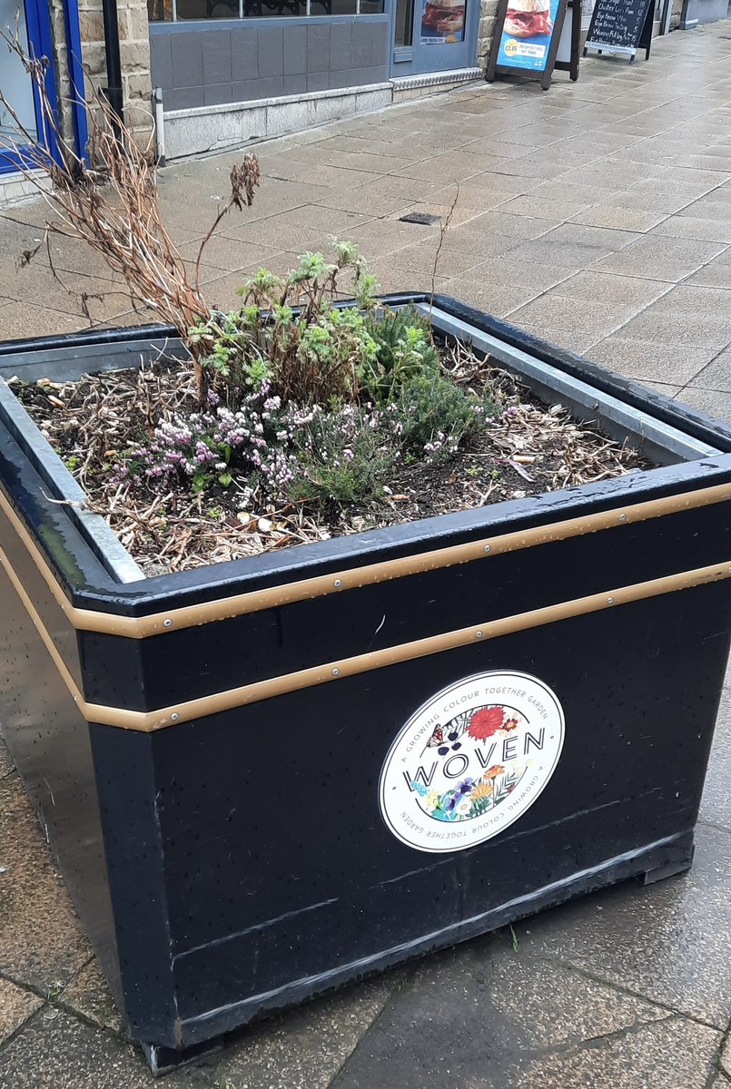 Yesterday, it was nice to see the dye plants in Dewsbury coming back into life after the winter’s rest. The plants including dyers chamomile and heather were planted last year during the WOVEN in Kirklees festival. @WovenInKirklees #growingcolourtogether