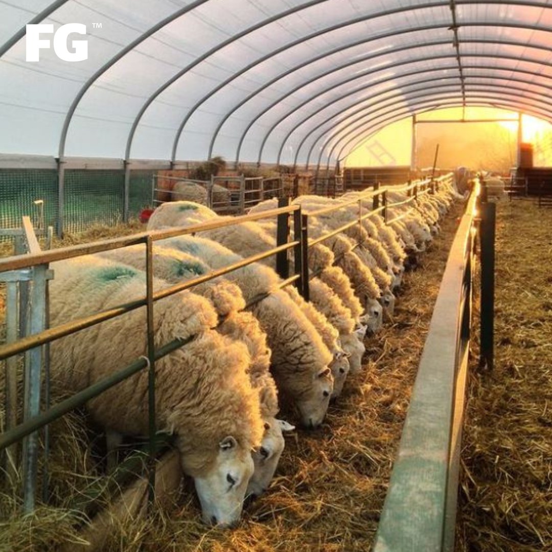 FarmersGuardian's tweet photo. When the sun is rising on a new day, the sheep are fed, and it's all quiet 😊👌
📸 alexjdcb
#morning #goodmorning #sunrise #sheep #breakfast #feelingcontent #farming #farmlife https://t.co/QlcCJNKTe9