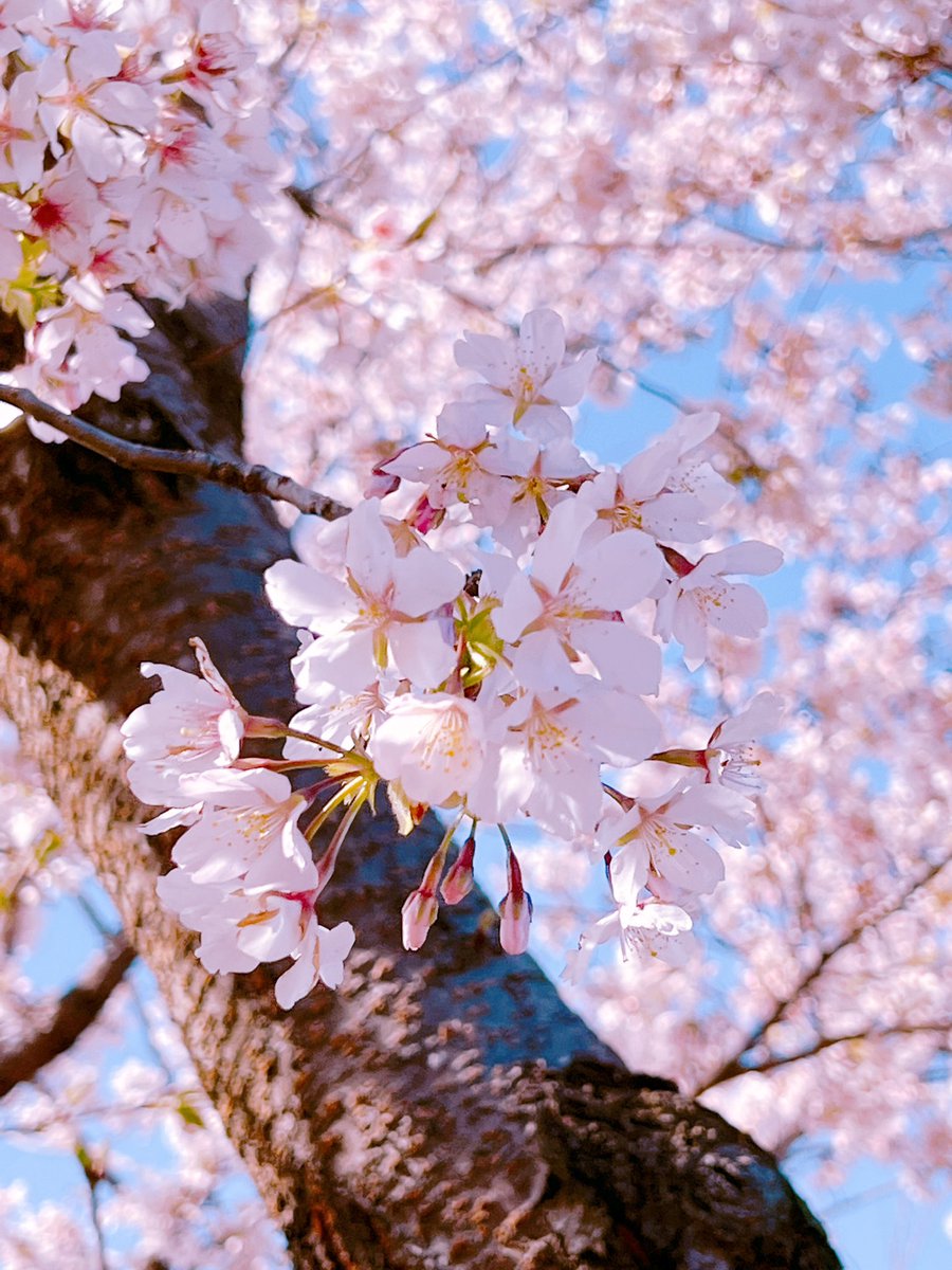 「近所のソメイヨシノ?が満開でした~近くの他の桜は咲いてないのに不思議だなあ青空に」|だまち(さめしまきよし)のイラスト
