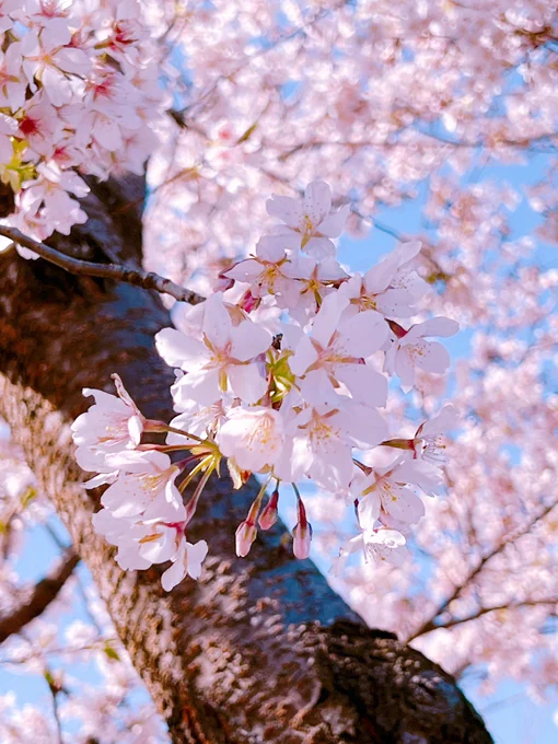 近所のソメイヨシノ?が満開でした~近くの他の桜は咲いてないのに不思議だなあ青空に映えて綺麗でした^^ 