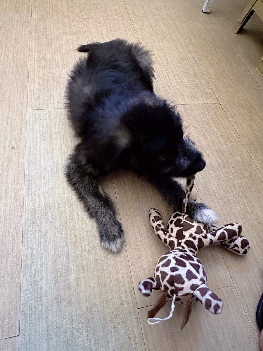 Berth_Arca's tweet photo. [̲̅T̲̅][̲̅a̲̅][̲̅e̲̅][̲̅y̲̅][̲̅o̲̅] - The cutie pasaway na makulit. Love na love niya si Gira, 🥰🫶🏻 his blind toy kasi tinanggalan niya na ng mata. 🤣 https://t.co/C1EyfC1xhy