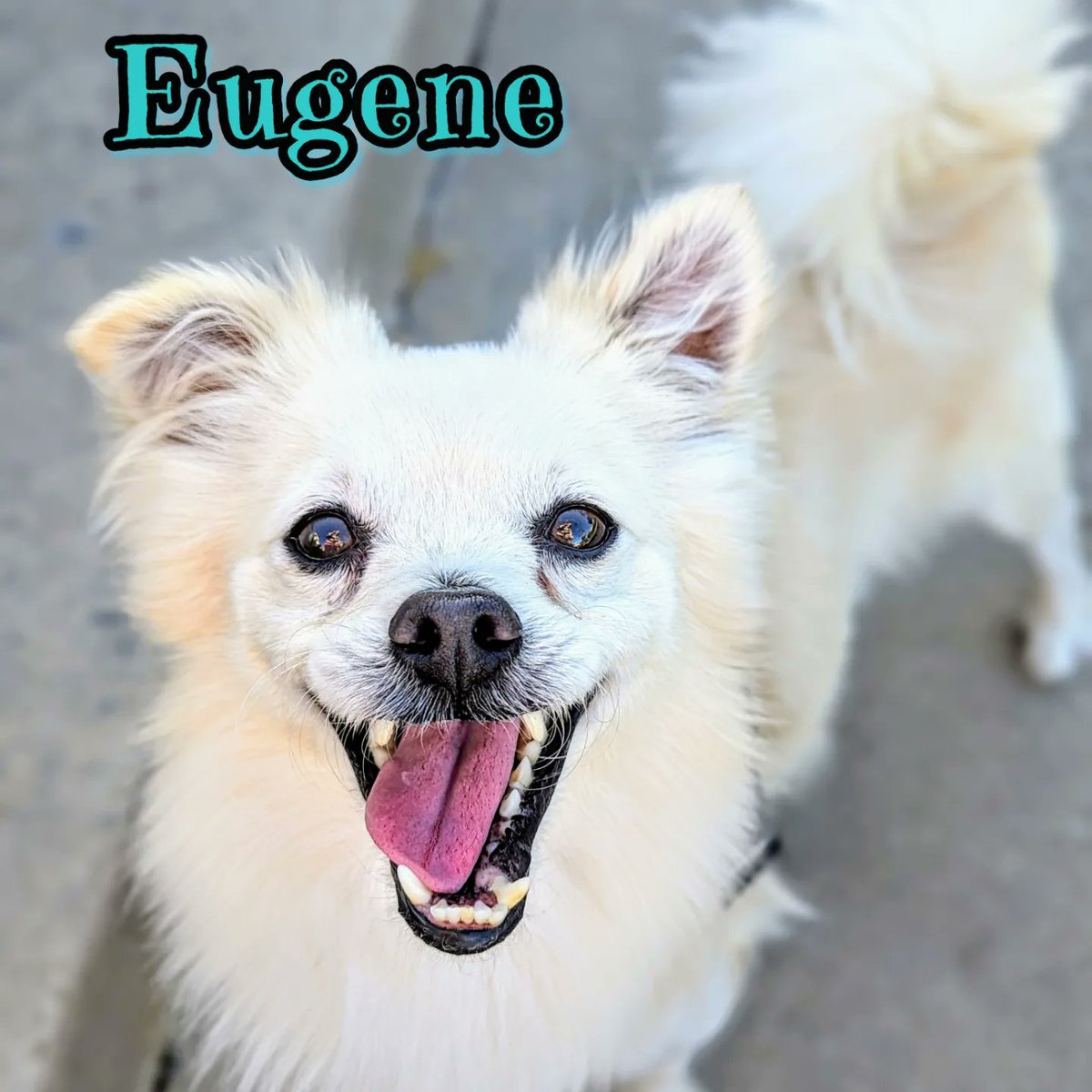 Adoptable Eugene is a 9 yo Pom boy bundle of energy &amp; love. He gets along with dogs, cats &amp; other Floofy polar bears. Sweet Eugene is smart, potty trained &amp; looking for a loving forever lap to snuggle in. 🐻‍❄️💕
#AdoptDontShop #seniordog #rehomehour #adoptme #pomeranian #sandiego