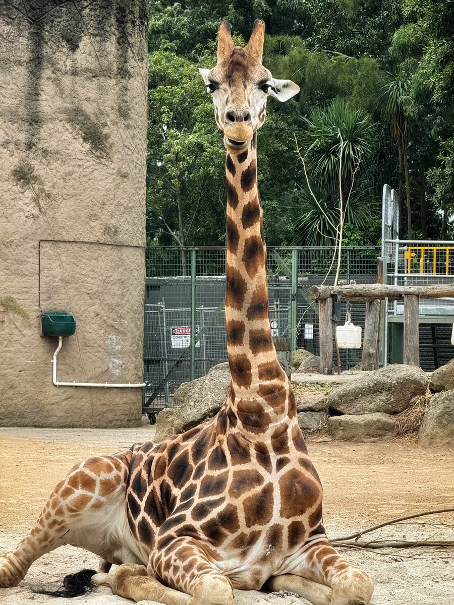 At @MelbourneZoo today - I honestly don’t think I’ve ever seen a giraffe sitting like this before!