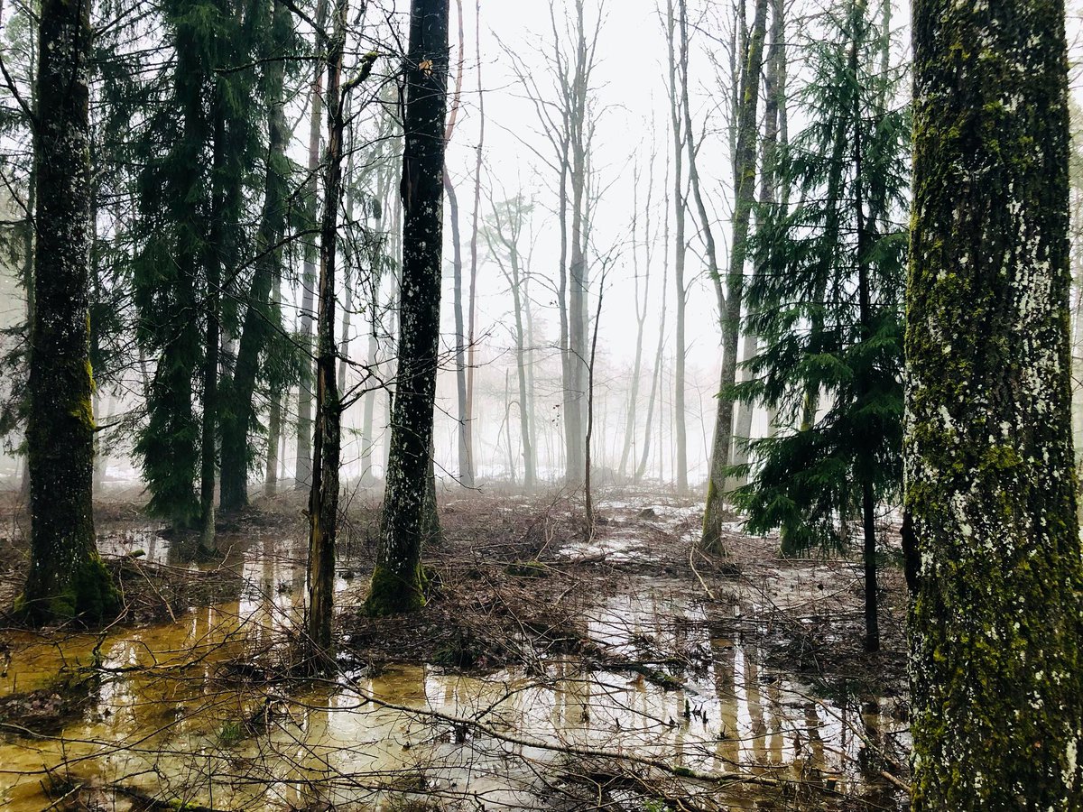 vkoralis's tweet image. RĪTA MIGLĀ

#rīts #ežs #pavasaris #mācītājsatpūšas