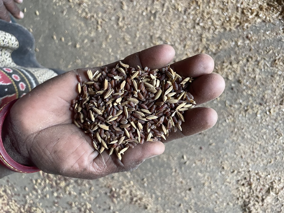 'In the middle, we lost many of our native rice seeds, the seeds got mixed up. then 3 years ago, I started growing traditional rice again as it grows without chemical fertilisers:' Odisha, Jharkhand farmers shared what their indigenous rice seeds signify thewire.in/agriculture/gr…