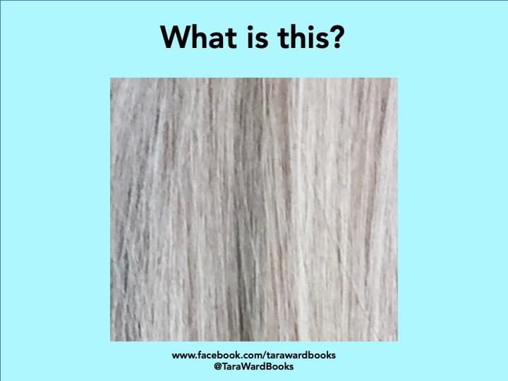 TaraWardBooks's tweet image. It's happy #SundayQuiz time! ...#WhatIsIt #PicturePuzzle #PhotoChallenge #SundayFun