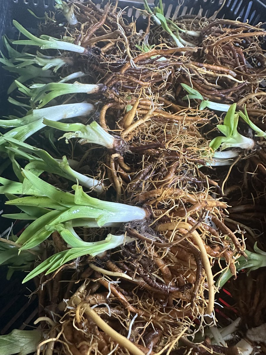 Hemerocallis still being lifted or repotted between showers, I like to clean them all down before repotting to ensure no weed seeds make it into the pots. #hemerocallis #littlewinecup #barerootplants #peatfree #propagation #fieldgrown #hardyplants #seagatenurseries #plantnursery