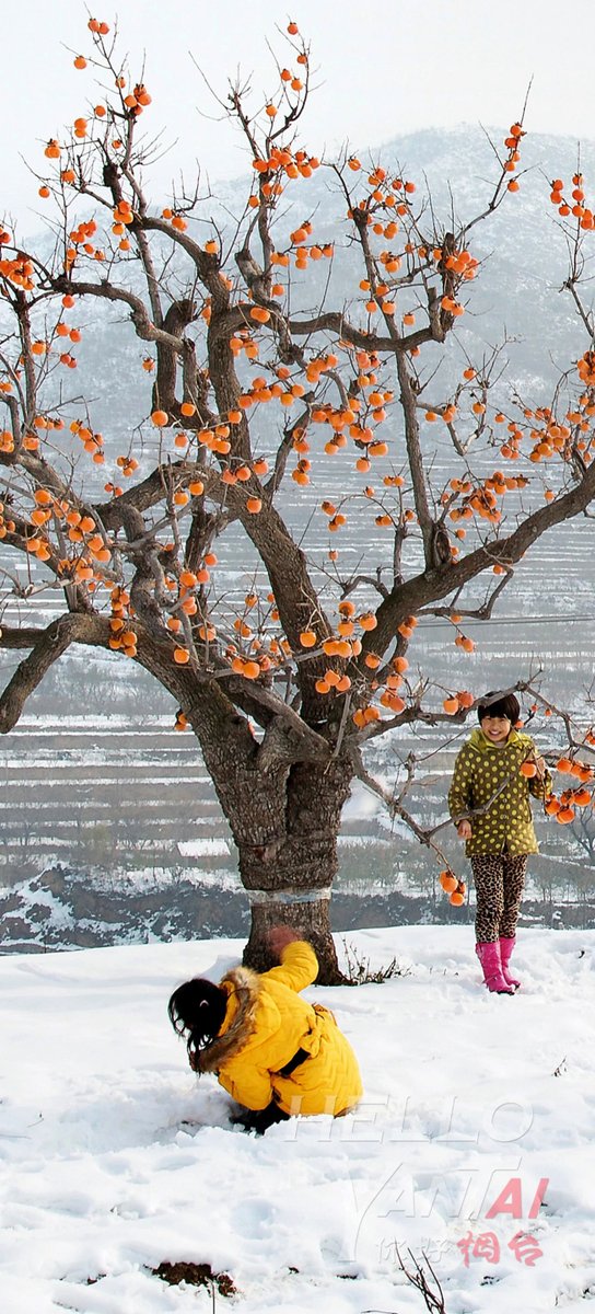 雪晴れの下に柿の木が山里に明るい色を添えていました~❄️⛄ #山東郷村文化観光祭 #HelloYantai
📍:  #煙台 #招遠市 で撮影。（撮影／李洪業）