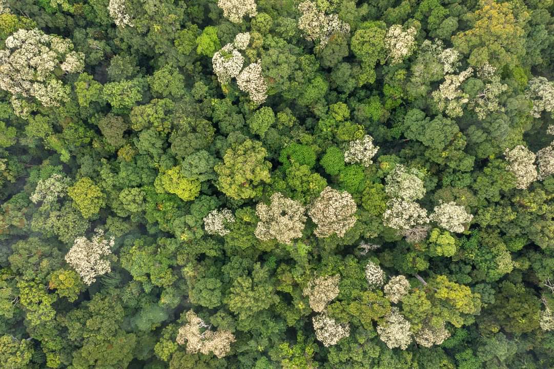 Very proud of the revegetation work that Rainforest Reserves Australia  has achieved over the last decade. Pics taken yesterday morning showing our Barrine Nature Refuge expanding the  Donaghy's Corridor linking Wooroonooran National Park to Lake Barrine National Park.

Photo: