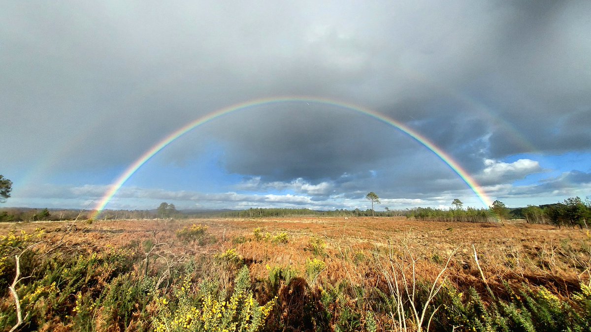 BHunter_FramF's tweet photo. @sussexfarming My version taken yesterday at Wareham forest 👍😁 https://t.co/w1Ye0pAcRv