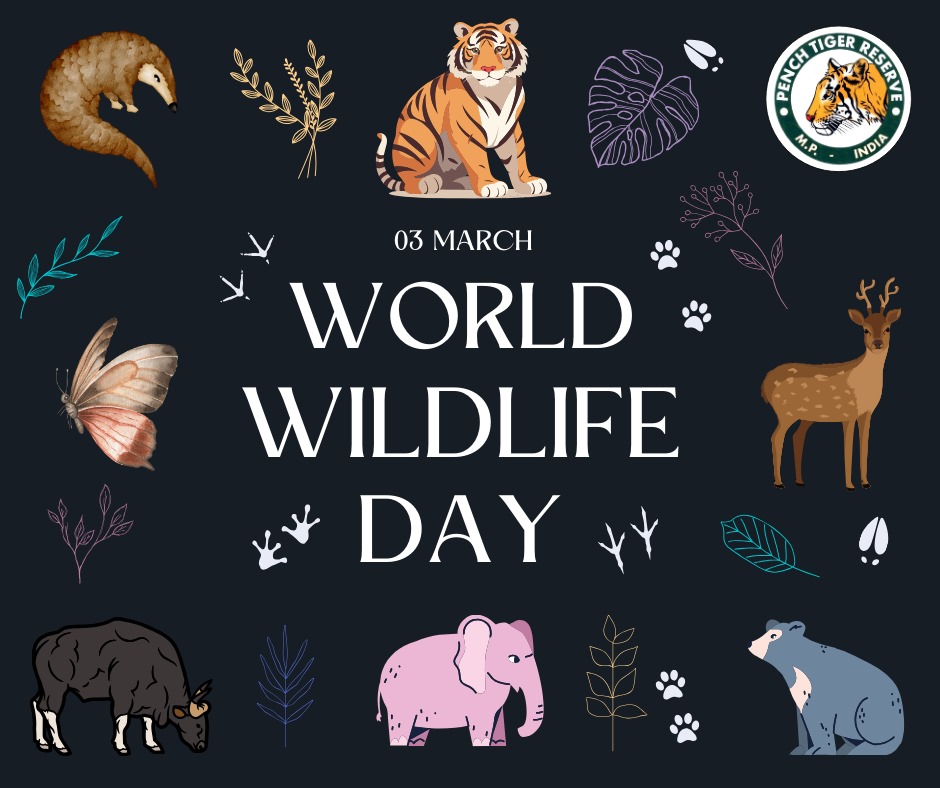 Celebrating the rich tapestry of life at Pench Tiger Reserve this World Wildlife Day! From the majestic tigers to the tiniest insects, every creature plays a vital role in maintaining the delicate balance of our ecosystem. 🌿 Let's recognize the interconnectedness of all animals…