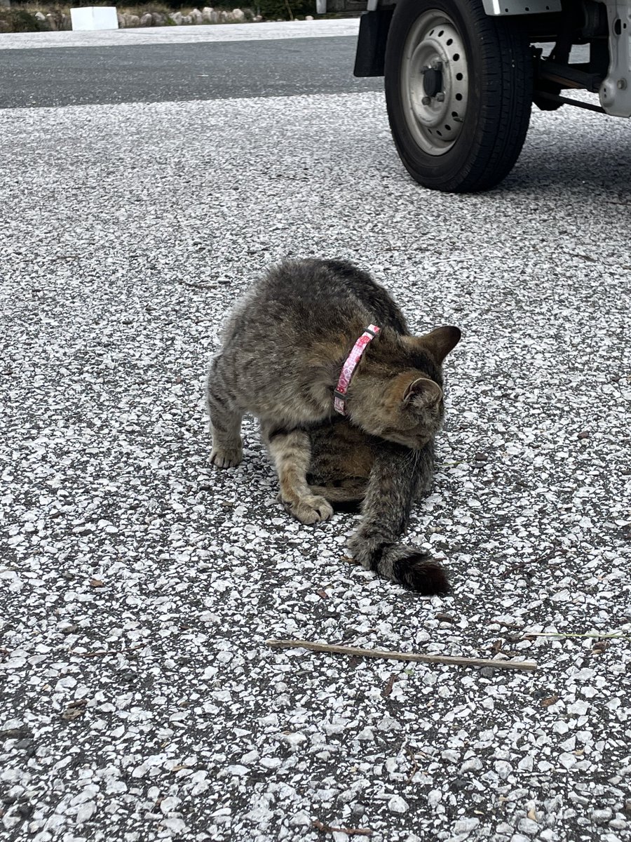 4tensyu's tweet photo. 横浪のニャンズ元気そうでよかった
首輪も着けてもらって立派な看板猫やね https://t.co/LBjJwQpOHf