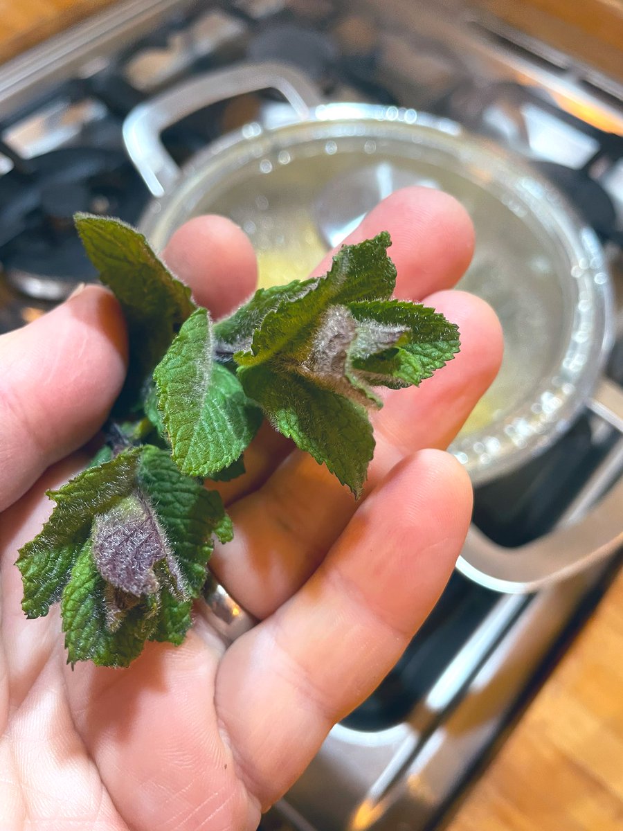 Reasons to be cheerful: my garden mint is loving all the 🌧️. Had some fresh from the garden on new potatoes last night! What’s yr #humblebraggage ? Share for a shoutout on my non-award-winning wireless show @BBCDevon via @BBCSounds from 10am All welcome 🙏