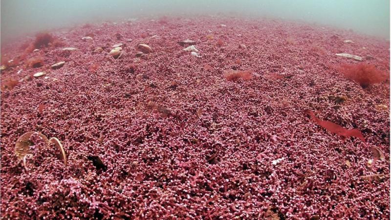 This is an extraordinary find. The blue carbon benefits are one thing, but the #biodiversity that a maerl bed this size must support is even more significant. I hope its future protection is assured. 'Cornwall researchers discover huge ancient seaweed bed' bbc.com/news/uk-englan…