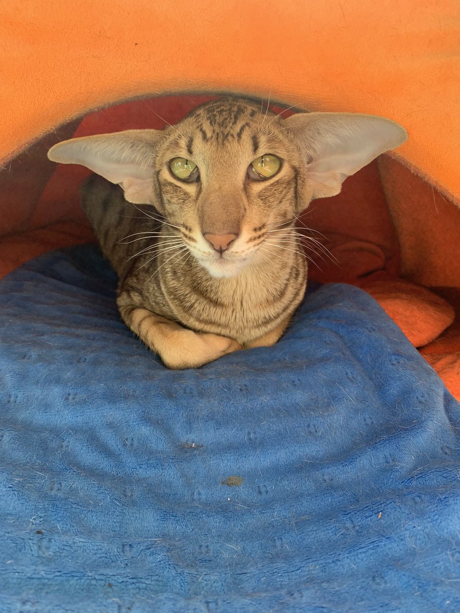 Can’t sleep so I post a pic of Rikki #CatsOfX