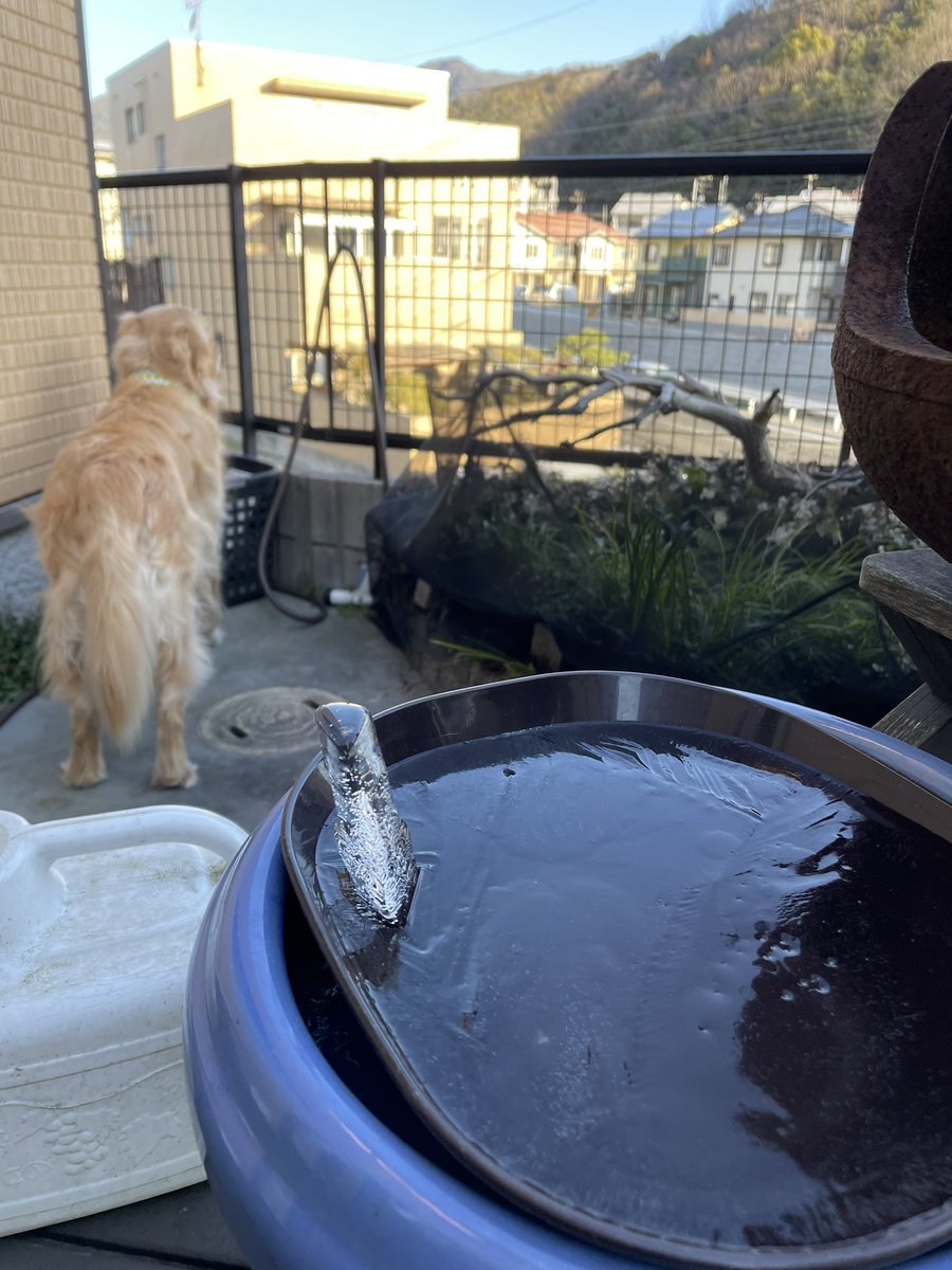 piece_0501's tweet photo. 何だコレ〜😳？

今朝は寒くて外の水が凍ってました❄️
で、ふと見たらコレ！

えっっ😳？
どしてこうなったの😳🧊？

初めて見た〜👀🧊 https://t.co/ezXgAwlOLq