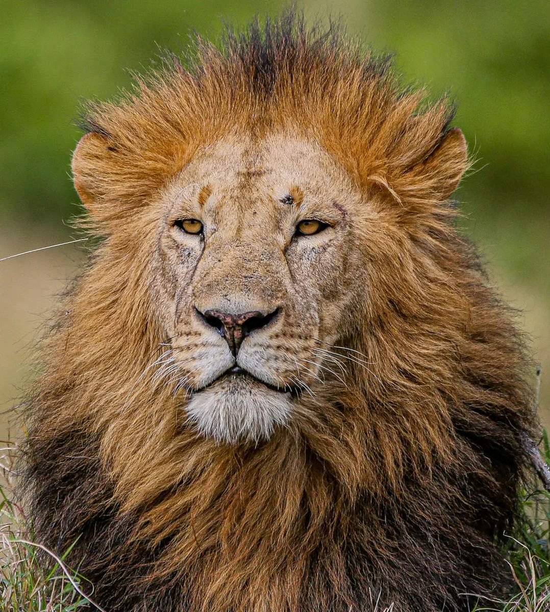 Kiumbu01_'s tweet photo. Happy World Wildlife Day! Today,let's pause for a Moment and appreciate the majesty of Kenya's Wildlife. Each Wildlife plays a vital role in our interconnected ecosystem. Let's unite and amplify our voices for their conservation and protection.🦁✅♥️
@MConservancies
#MPCP
#KWT https://t.co/cxreTaKydz