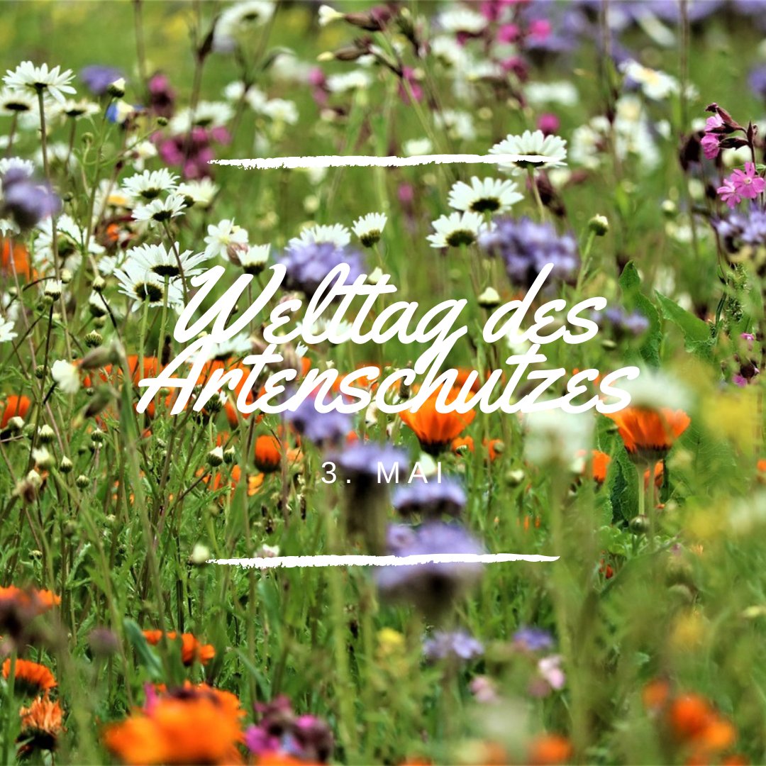 Am 03.Mai ist Tag des Artenschutzes! 🦗🪻🦋🌳
Mit unseren #Blühflachen schaffen wir #Lebensraum für viele #Kleintiere und #Insekten, aber auch für wilde #Pflanzen.
Du kannst uns dabei mit Blühpatenschaften unterstützen.

Was tust du für #Artenschutz?