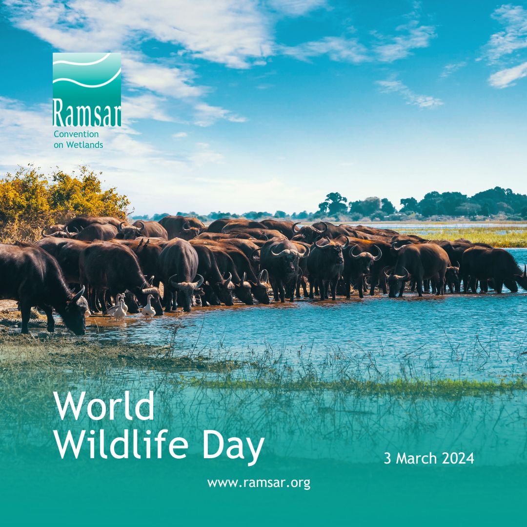 The Convention on Wetlands hosts an electronic platform of #RamsarSites with information on wildlife species, wetland area, types and characteristics.

As we celebrate #WorldWildlifeDay, we need to digitize wildlife information and data for conservation purposes.