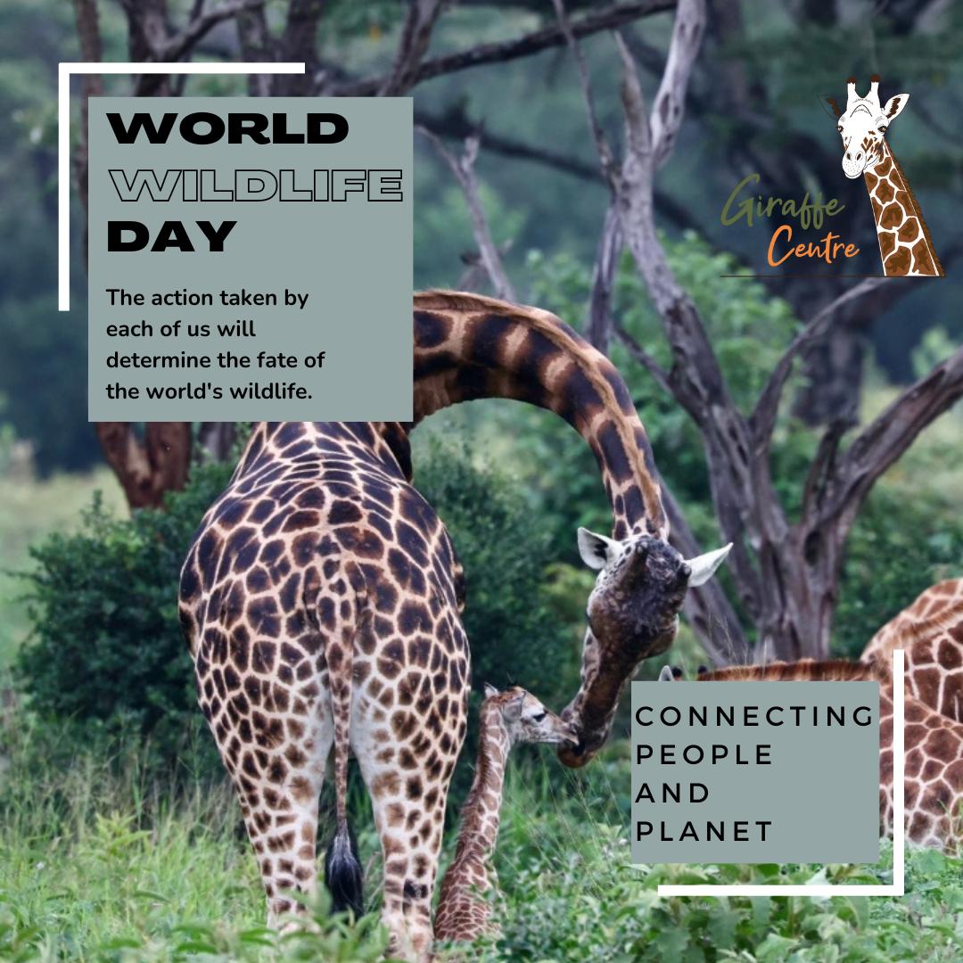 🌍 Happy #WorldWildlifeDay 2024! This year, we celebrate the vital role of healthy ecosystems and rich biodiversity in connecting humans, animals, and plants. Let's cherish and protect our precious wildlife! 🦁🌿