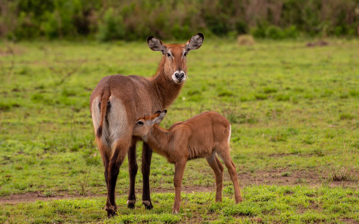 World Wildlife Day is a reminder of the importance of Wildlife Conservation. More than ever, all wildlife species are highly threatened by climate change and human activity and we can only reverse that by continuing to protect and preserve them