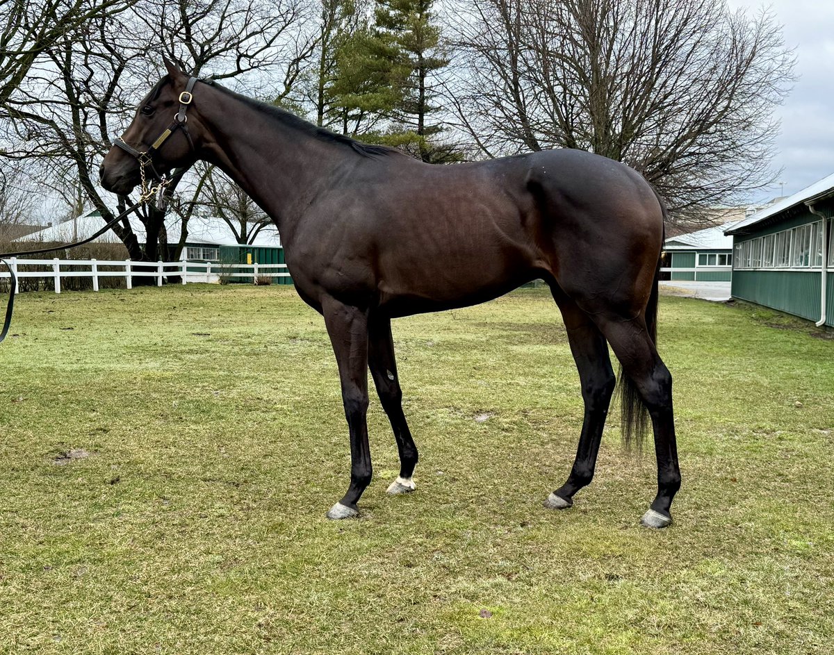 Christophe Clement Racing Stable (@clementstable) on Twitter photo DETERMINISTIC came back in good order this morning after his G3 Gotham win yesterday <a href="/TheNYRA/">NYRA (๐ช)</a>. We could not be more proud of his effort off the layoff. Thank you to connections and our great team - the future is bright! DETERMINISTIC came back in good order this morning after his G3 Gotham win yesterday <a href="/TheNYRA/">NYRA (๐ช)</a>. We could not be more proud of his effort off the layoff. Thank you to connections and our great team - the future is bright!