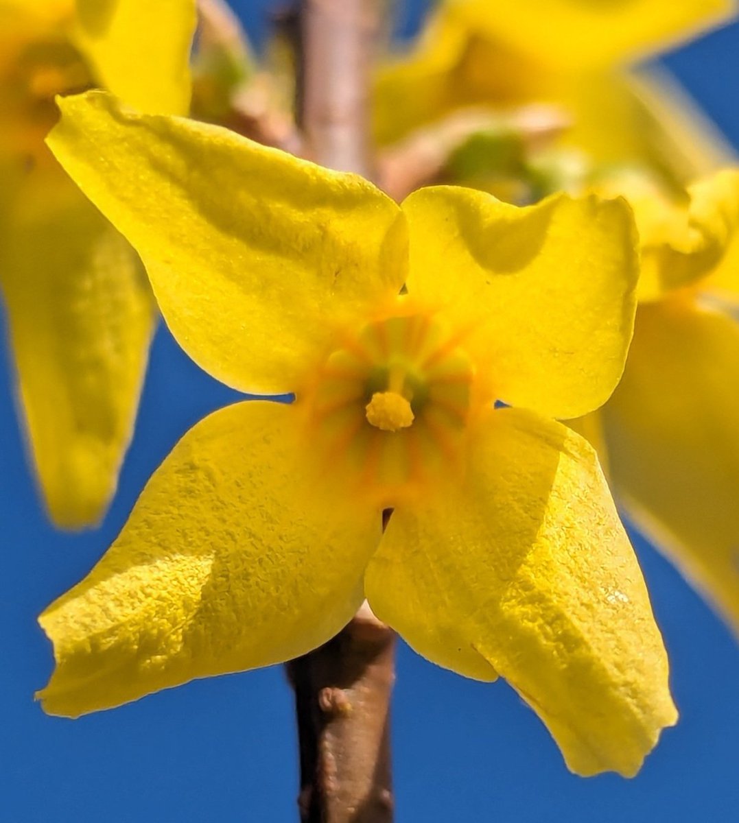 'Nice to see you, to see you nice' ☀️ 🌿💛 ✌️😁 #SundayYellow #Flowers #gardening