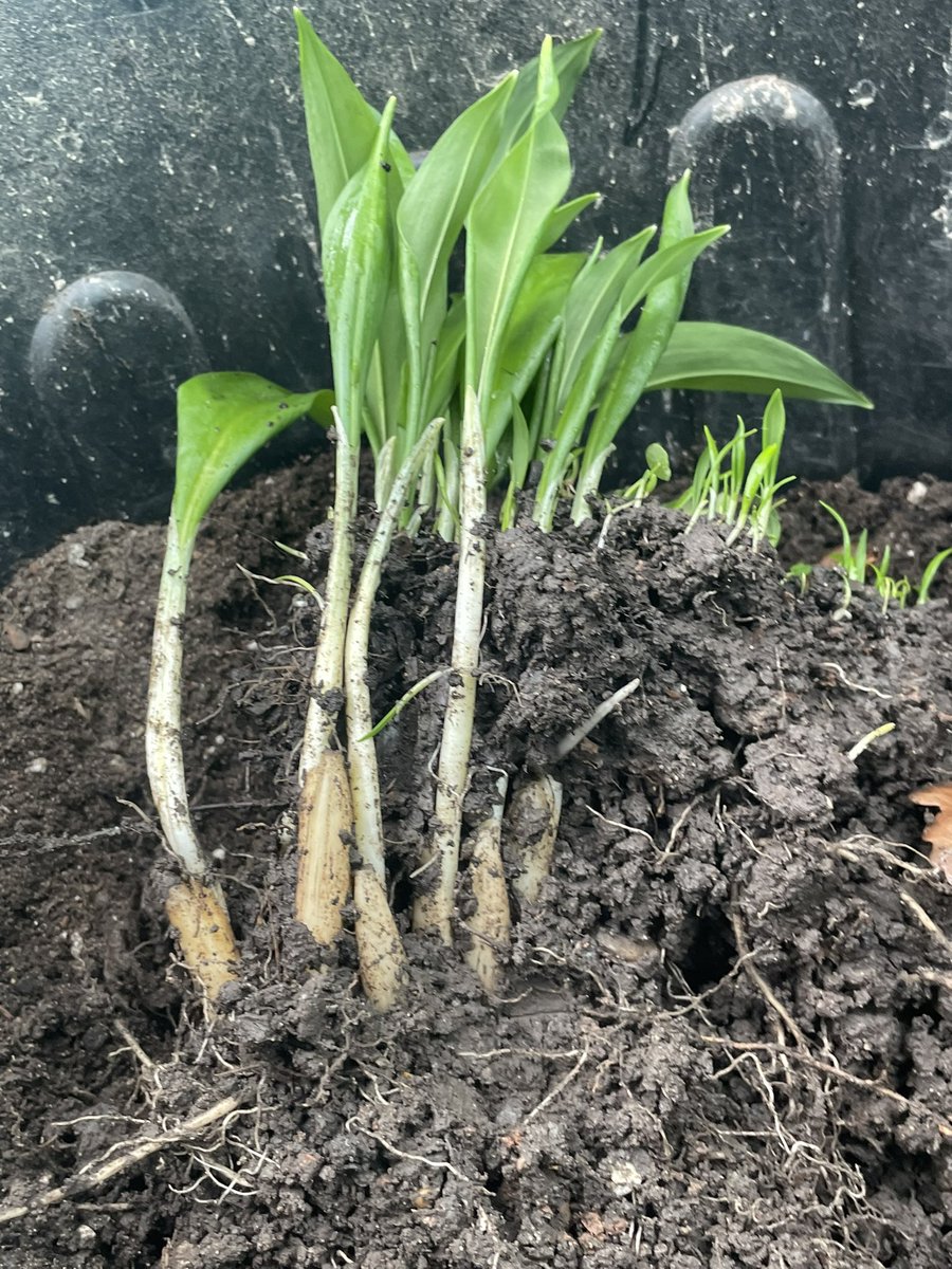 ThumbInjection's tweet image. Who else is getting excited to get their hands dirty in the garden? ‍♀️‍♂️
Wondering what to plant first?
Leave a comment below with your favorite early spring blooms and I'll share some tips on getting them growing
#gardening #springgardening #gardeningtips #growyourown