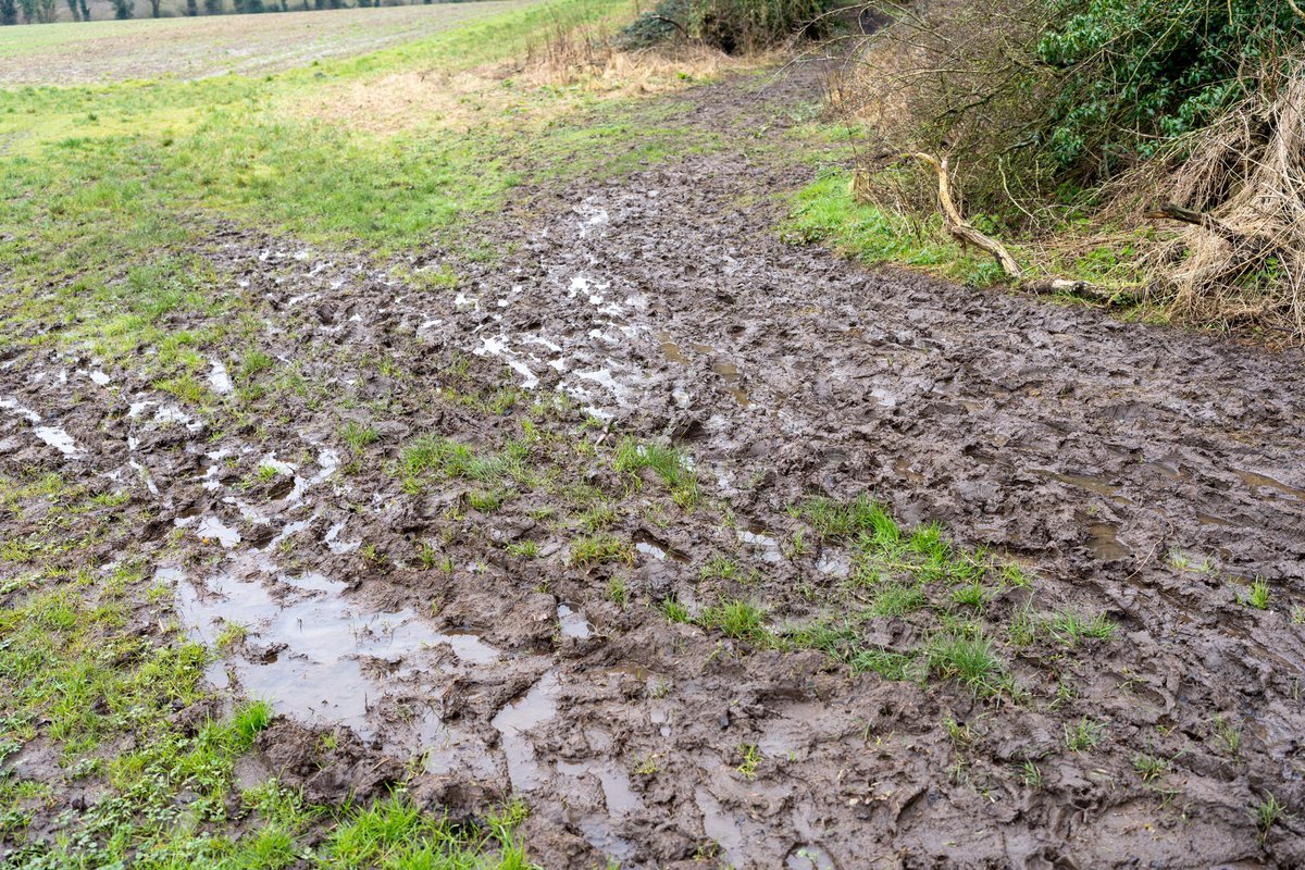Central Norfolk Wellbeing Walks tweet media